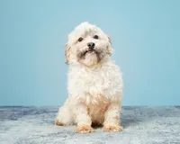 processed/e1777579-fe85-4f73-a851-5f8d748e15b2/listing/8f29a44f-41e1-4bde-99c3-168089863564/52051c44-7f1e-4d9d-89f3-c5731a122f85