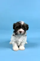BANDIT, a male Havanese for sale in Sugarcreek, OH – 2 of 6
