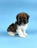 DEXTER, a male Havanese for sale in Sugarcreek, OH – 4 of 4