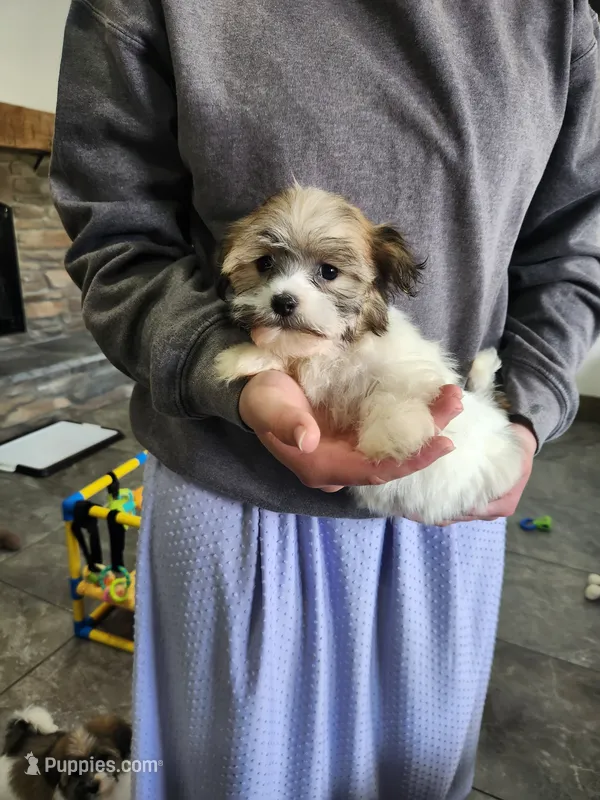 ZANE – Havanese puppy for sale in Sugarcreek, OH