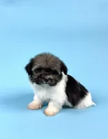 ZEKE, a male Havanese for sale in Sugarcreek, OH – Photo 4 of 4