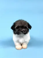 ZEKE, a male Havanese for sale in Sugarcreek, OH – Photo 2 of 4