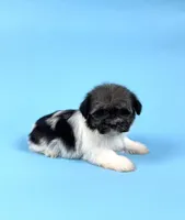 ZEKE, a male Havanese for sale in Sugarcreek, OH – Photo 1 of 4