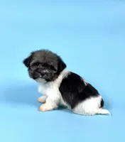 ZEKE, a male Havanese for sale in Sugarcreek, OH – Photo 3 of 4