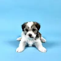 WATSON, a male Havanese for sale in Sugarcreek, OH – Photo 4 of 7