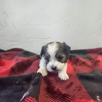 WATSON, a male Havanese for sale in Sugarcreek, OH – Photo 5 of 7