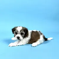 WATSON, a male Havanese for sale in Sugarcreek, OH – Photo 3 of 7