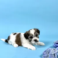 WATSON, a male Havanese for sale in Sugarcreek, OH – Photo 2 of 7