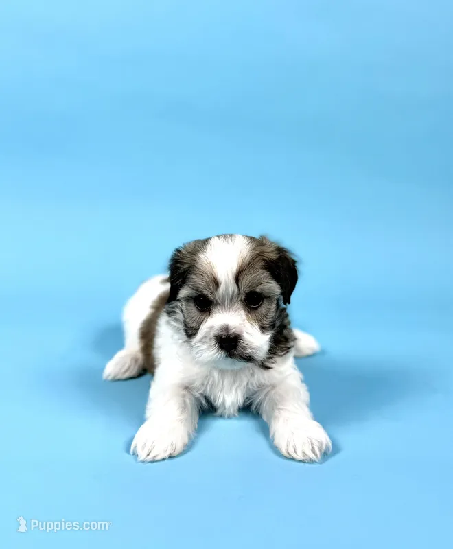WATSON – Havanese puppy for sale in Sugarcreek, OH