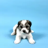 WATSON, a male Havanese for sale in Sugarcreek, OH – Photo 1 of 7