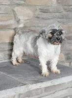 BINGO, a male Havanese for sale in Sugarcreek, OH – 5 of 6