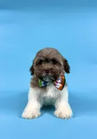 ESTELLA, a female Havanese for sale in Sugarcreek, OH – 4 of 4
