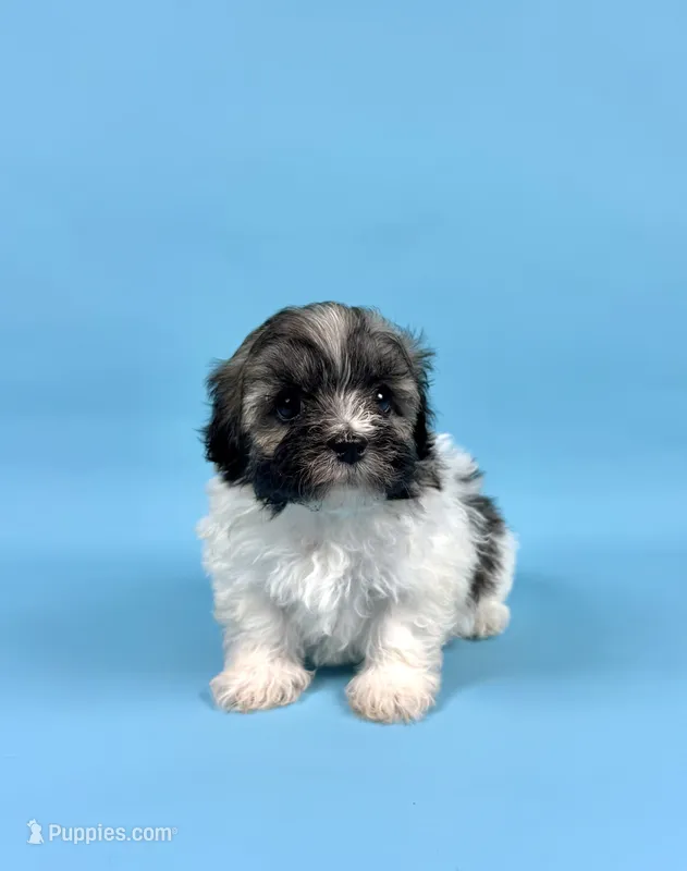 BINGO – Havanese puppy for sale in Sugarcreek, OH