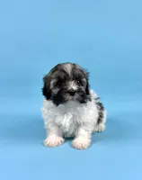 BINGO, a male Havanese for sale in Sugarcreek, OH – 1 of 6
