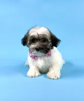 EVIE, a female Havanese for sale in Sugarcreek, OH – 2 of 4