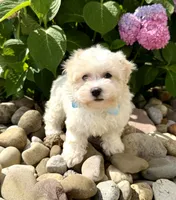 Frosting , a female Havanese for sale in Sugarcreek, OH – 2 of 8