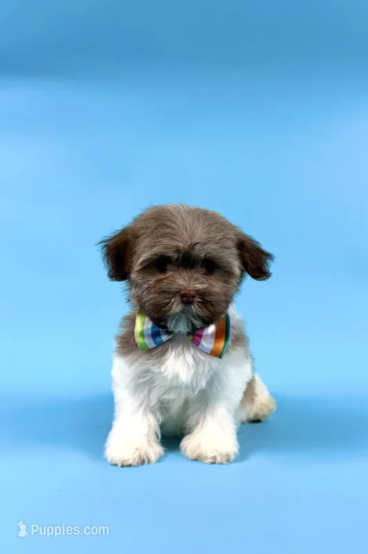 ESTELLA – Havanese puppy for sale in Sugarcreek, OH