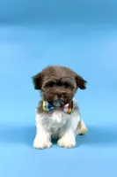 ESTELLA, a female Havanese for sale in Sugarcreek, OH – 1 of 4