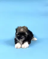 AUDREY, a female Havanese for sale in Sugarcreek, OH – Photo 3 of 6