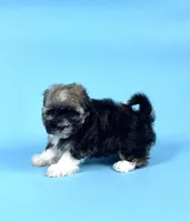 AUDREY, a female Havanese for sale in Sugarcreek, OH – Photo 2 of 6