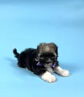 AUDREY, a female Havanese for sale in Sugarcreek, OH – Photo 1 of 6