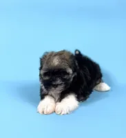 AUDREY, a female Havanese for sale in Sugarcreek, OH – Photo 4 of 6