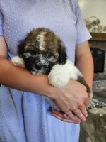 DRAKE, a male Havanese for sale in Sugarcreek, OH – 8 of 9