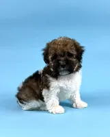 DEXTER, a male Havanese for sale in Sugarcreek, OH – 3 of 4