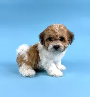 DALLAS, a male Havanese for sale in Sugarcreek, OH – 2 of 4