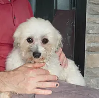 BINGO, a male Havanese for sale in Sugarcreek, OH – 6 of 6