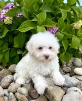 Feta, a male Havanese for sale in Sugarcreek, OH – 7 of 7
