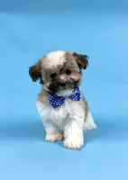 EDEN, a female Havanese for sale in Sugarcreek, OH – 4 of 4