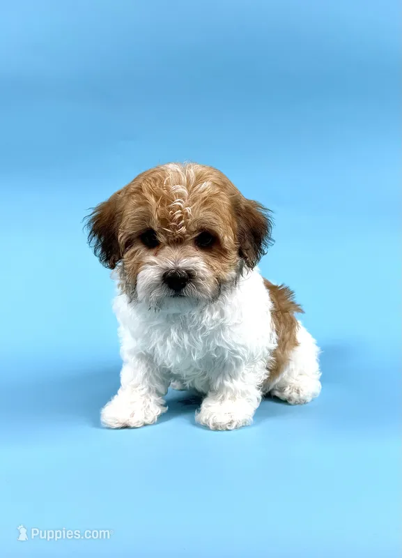 DALLAS – Havanese puppy for sale in Sugarcreek, OH