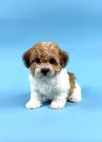 DALLAS, a male Havanese for sale in Sugarcreek, OH – 1 of 4