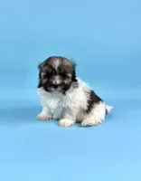BINGO, a male Havanese for sale in Sugarcreek, OH – 4 of 6