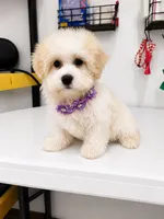 Frosting , a female Havanese for sale in Sugarcreek, OH – 1 of 8