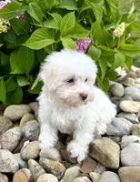 Feta, a male Havanese for sale in Sugarcreek, OH – 5 of 7