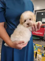 Flan, a male Havanese for sale in Sugarcreek, OH – 3 of 6