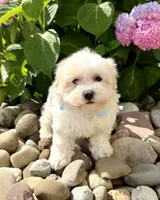 Frosting , a female Havanese for sale in Sugarcreek, OH – 7 of 8