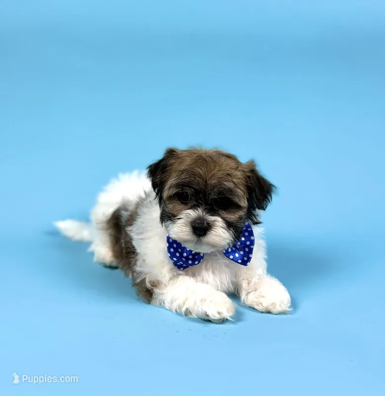 YVONNE – Havanese puppy for sale in Sugarcreek, OH
