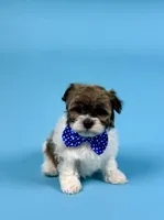 YVONNE, a male Havanese for sale in Sugarcreek, OH – Photo 2 of 6