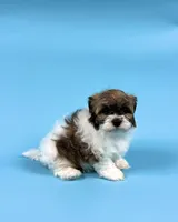 YVONNE, a male Havanese for sale in Sugarcreek, OH – Photo 3 of 6