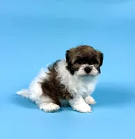 YVONNE, a male Havanese for sale in Sugarcreek, OH – Photo 4 of 6