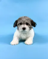 EDISON, a male Havanese for sale in Sugarcreek, OH – 1 of 4