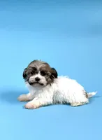 ZANE, a male Havanese for sale in Sugarcreek, OH – Photo 2 of 3