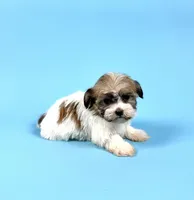 ZANE, a male Havanese for sale in Sugarcreek, OH – Photo 1 of 3