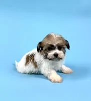 ZANE, a male Havanese for sale in Sugarcreek, OH – Photo 3 of 3