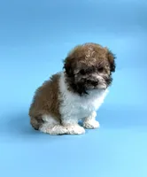 DIESEL, a male Havanese for sale in Sugarcreek, OH – 3 of 4