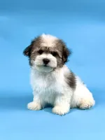 ECHO, a male Havanese for sale in Sugarcreek, OH – 3 of 4