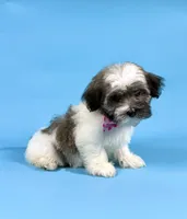 EVIE, a female Havanese for sale in Sugarcreek, OH – 3 of 4
